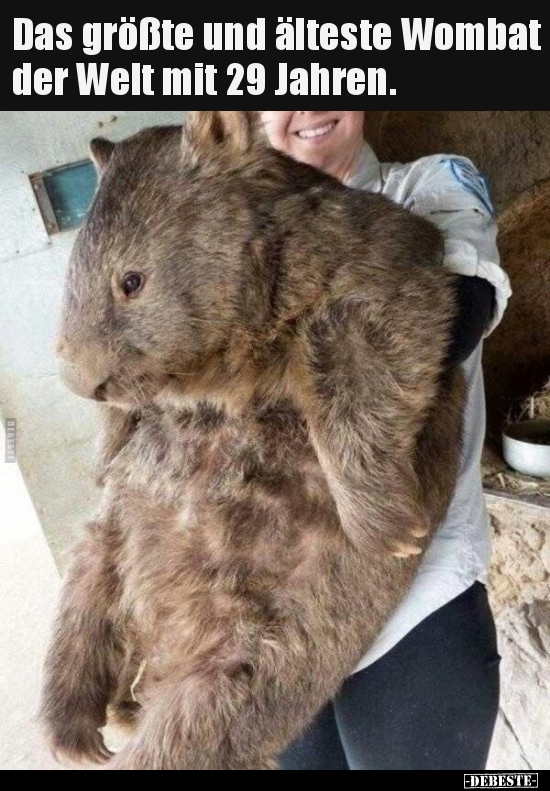 Das größte und älteste Wombat der Welt mit 29 Jahren... - Lustige Bilder | DEBESTE.de