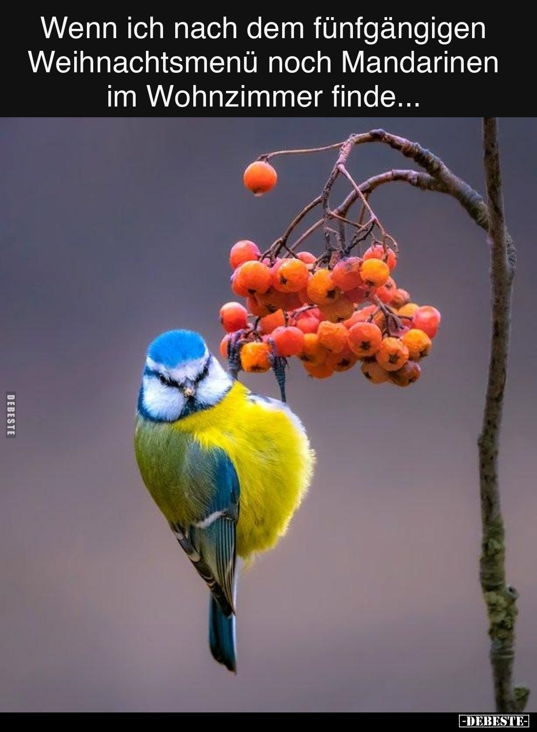 Wenn ich nach dem fünfgängigen Weihnachtsmenü noch Mandarinen im Wohnzimmer finde...