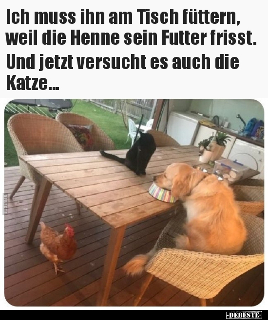 Ich muss ihn am Tisch füttern, weil die Henne sein Futter.. - Lustige Bilder | DEBESTE.de
