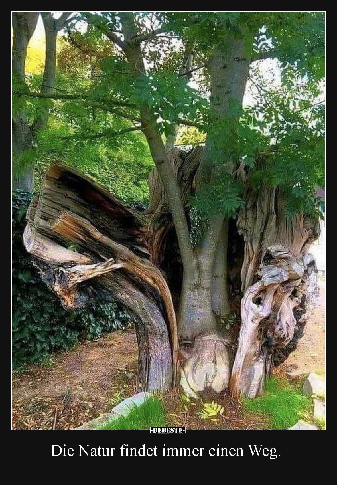 Die Natur findet immer einen Weg... - Lustige Bilder | DEBESTE.de