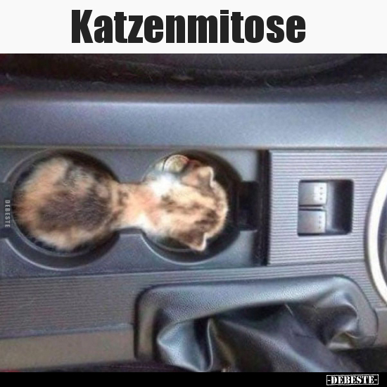 Katzenmitose..