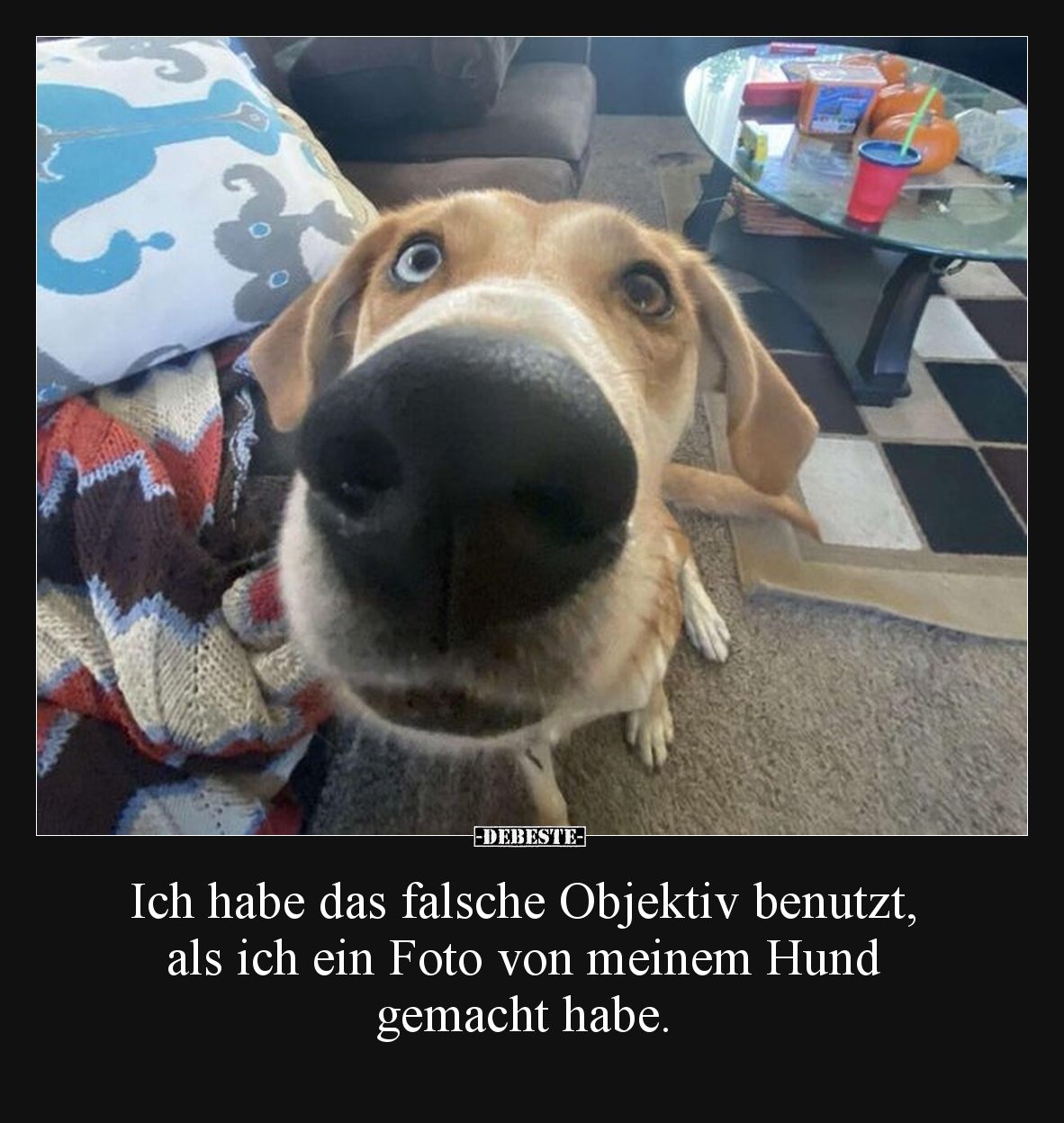 Ich habe das falsche Objektiv benutzt, als ich ein Foto von meinem Hund gemacht habe.