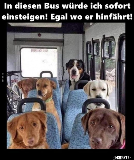 In diesen Bus würde ich sofort einsteigen!.. - Lustige Bilder | DEBESTE.de