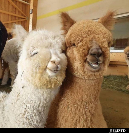  - Lustige Bilder | DEBESTE.de