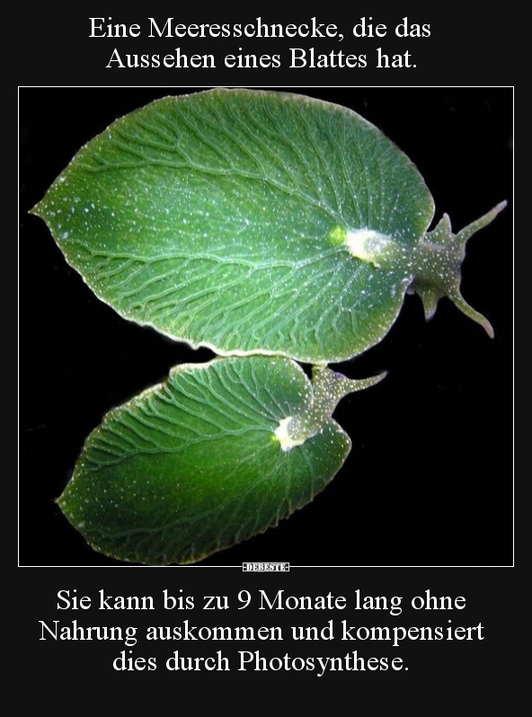Eine Meeresschnecke, die das Aussehen eines Blattes hat... - Lustige Bilder | DEBESTE.de