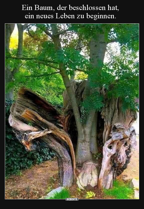 Ein Baum, der beschlossen hat, ein neues Leben zu.. - Lustige Bilder | DEBESTE.de