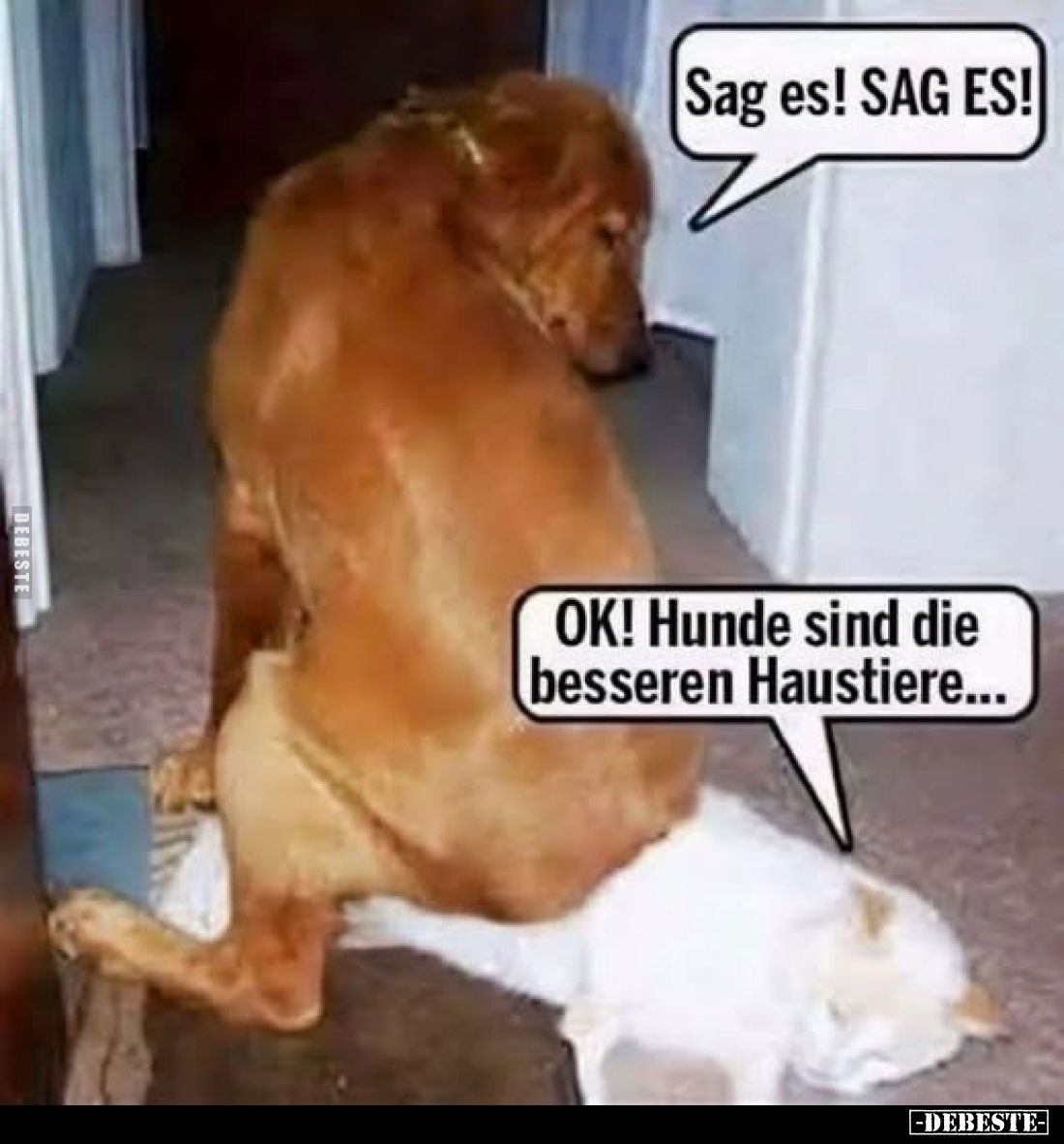 Sag es! SAG ES!
OK! Hunde sind die besseren Haustiere...