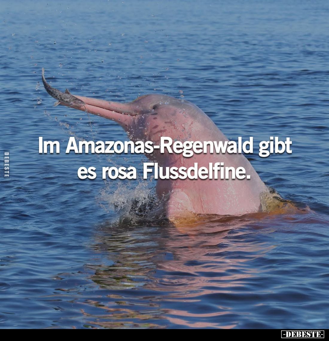 Im Amazonas-Regenwald gibt es rosa Flussdelfine.