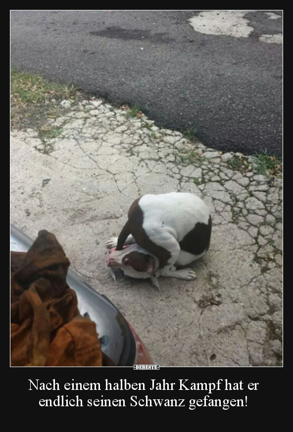 Nach einem halben Jahr Kampf hat er endlich seinen Schwanz.. - Lustige Bilder | DEBESTE.de