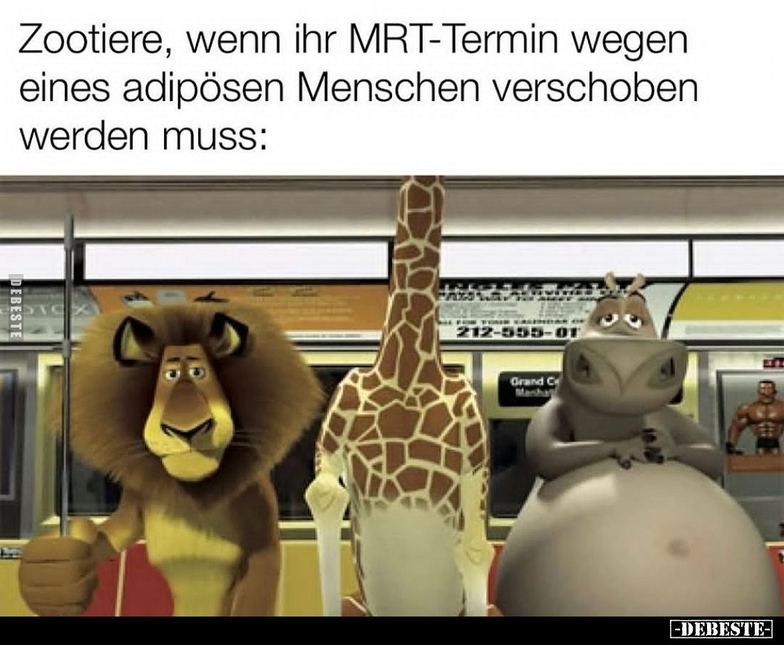 Zootiere, wenn ihr MRT-Termin wegen eines adipösen Menschen verschoben werden muss: