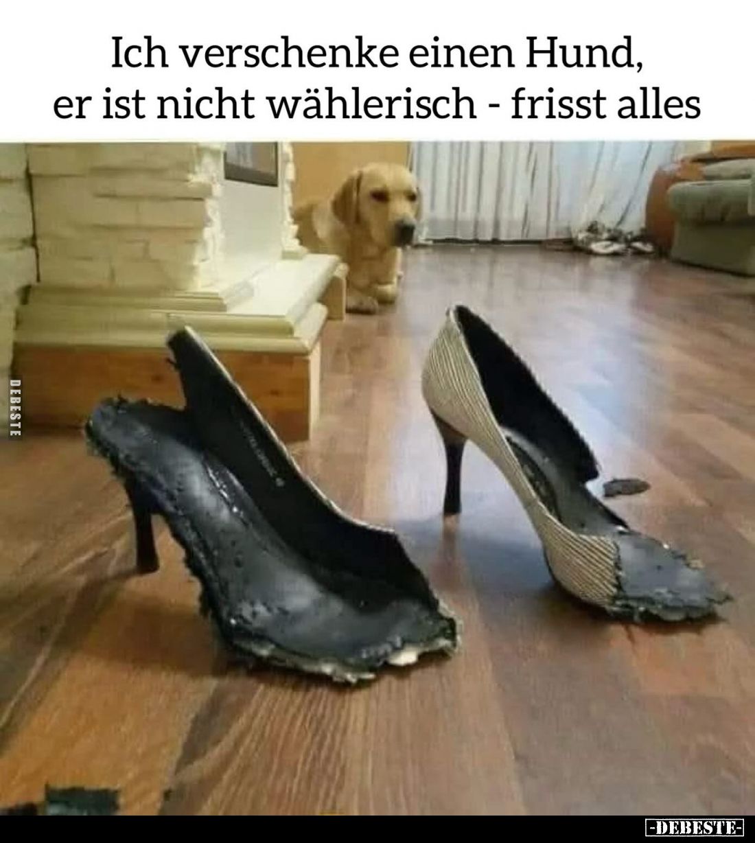 Ich verschenke einen Hund, er ist nicht wählerisch - frisst alles.