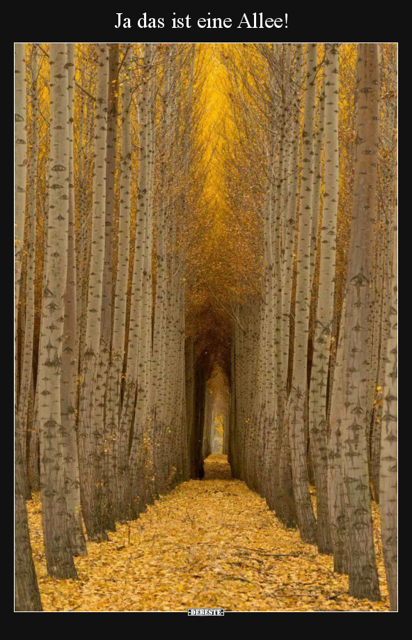 Ja das ist eine Allee!..