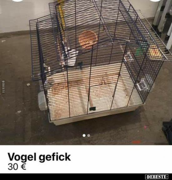 Vogel gefick.. - Lustige Bilder | DEBESTE.de