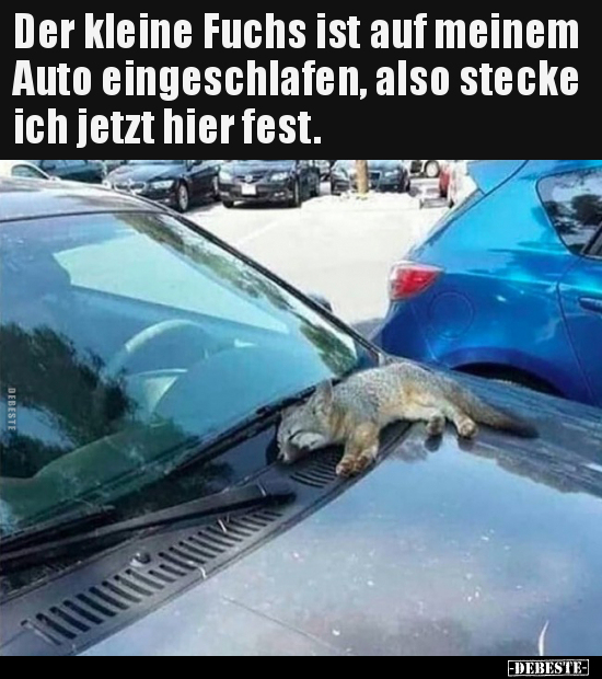 Der kleine Fuchs ist auf meinem Auto eingeschlafen, also.. - Lustige Bilder | DEBESTE.de