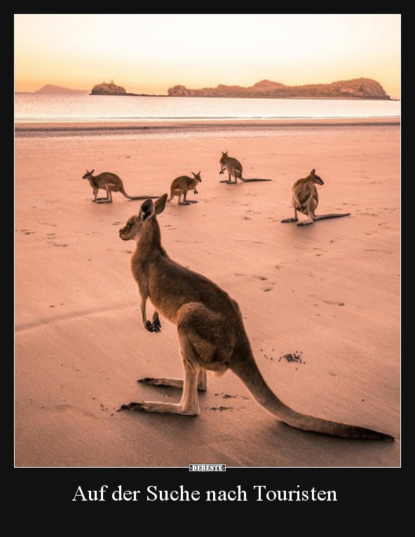 Auf der Suche nach Touristen..