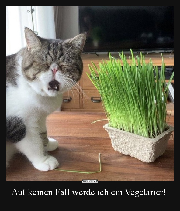 Katzen, Vegan, Vegetarier