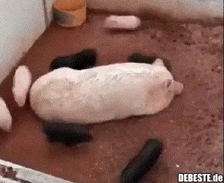 Schweinchenrennen..