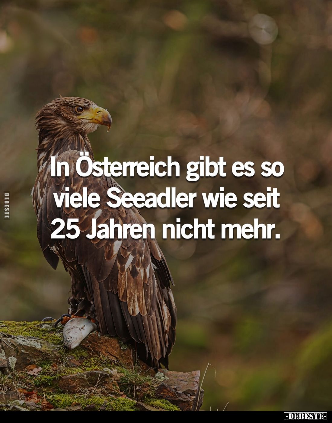 In Österreich gibt es so viele Seeadler wie seit 25 Jahren nicht mehr.