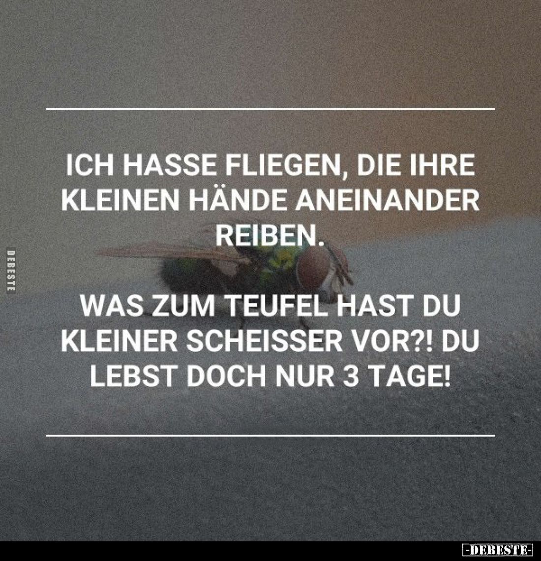 Ich hasse Fliegen, die ihre kleinen Hände aneinander reiben.
Was zum Teufel hast du kleiner Scheisser vor?! Du lebst doch nu...