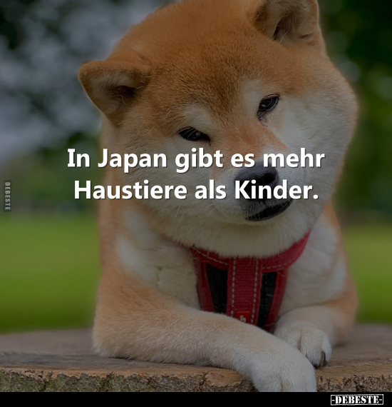 In Japan gibt es mehr Haustiere als Kinder.. - Lustige Bilder | DEBESTE.de