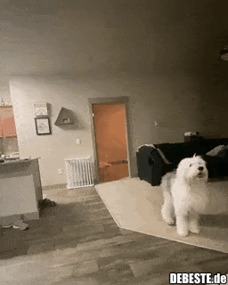 Hunde checken es nicht..