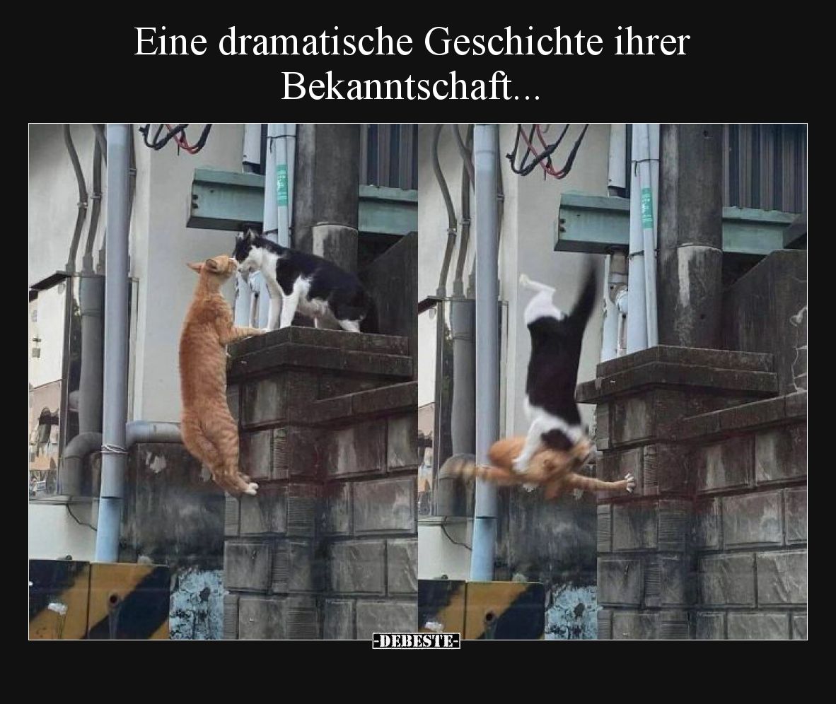 Eine dramatische Geschichte ihrer Bekanntschaft... - Lustige Bilder | DEBESTE.de