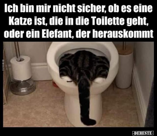 Ich bin mir nicht sicher, ob es eine Katze ist, die in die.. - Lustige Bilder | DEBESTE.de