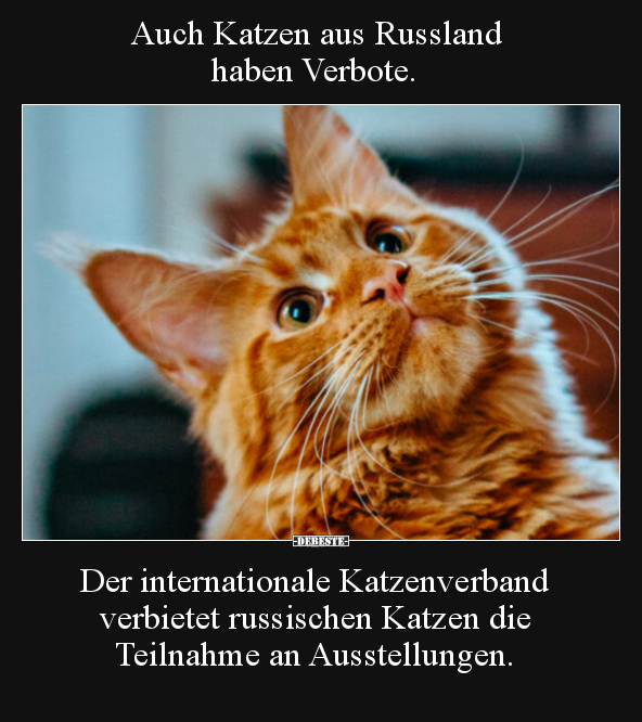 Auch Katzen aus Russland haben Verbote.. - Lustige Bilder | DEBESTE.de