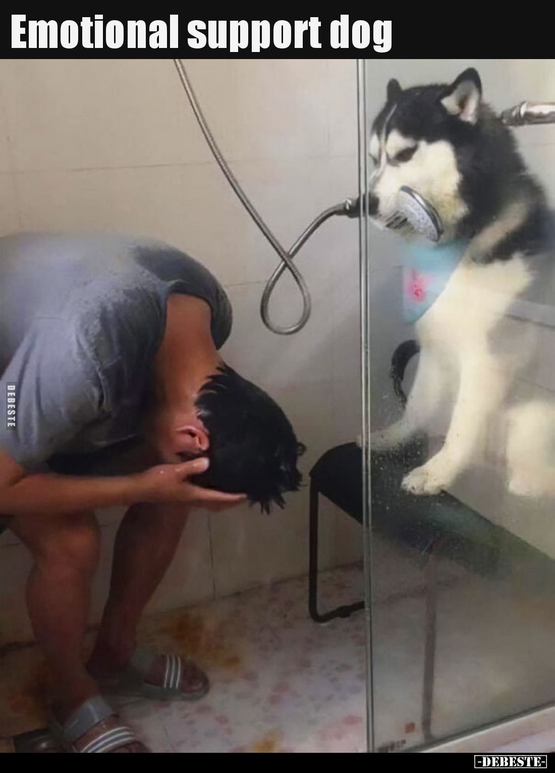 Emotional support dog..