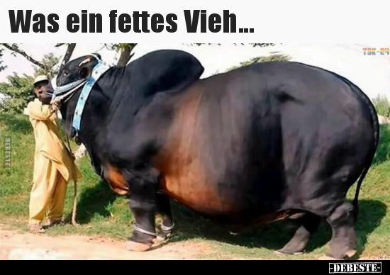 Was ein fettes Vieh... - Lustige Bilder | DEBESTE.de