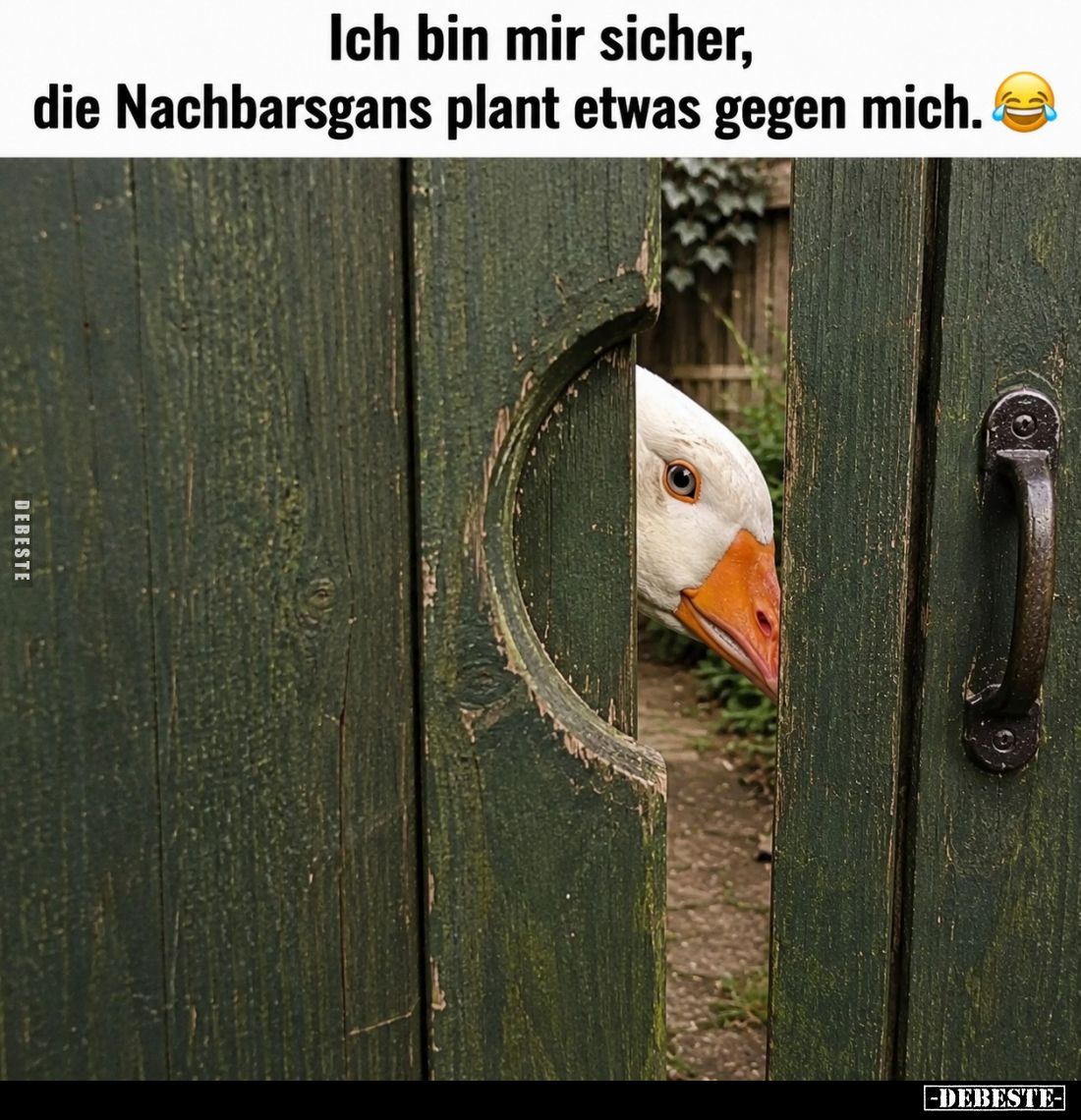 Ich bin mir sicher, die Nachbarsgans plant etwas gegen mich.