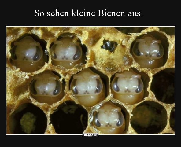 So sehen kleine Bienen aus... - Lustige Bilder | DEBESTE.de