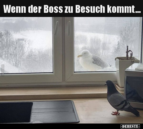 Wenn der Boss zu Besuch kommt... - Lustige Bilder | DEBESTE.de