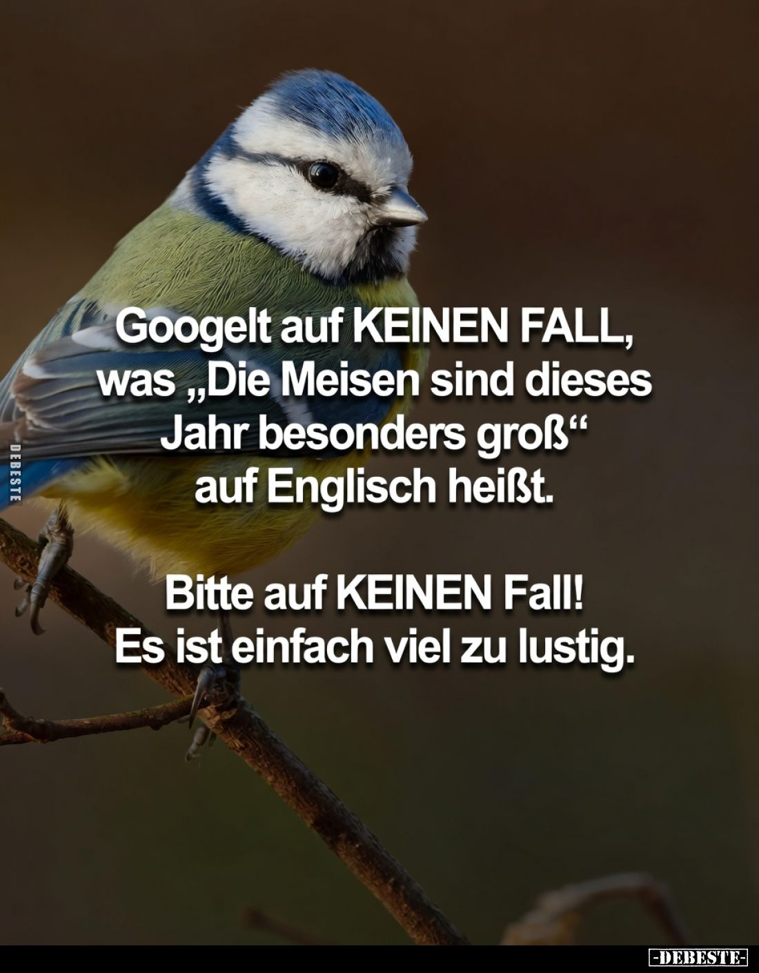 Googelt auf KEINEN FALL,
was „Die Meisen sind dieses
Jahr besonders groß“
auf Englisch heißt.
Bitte auf KEINEN Fall!
E...