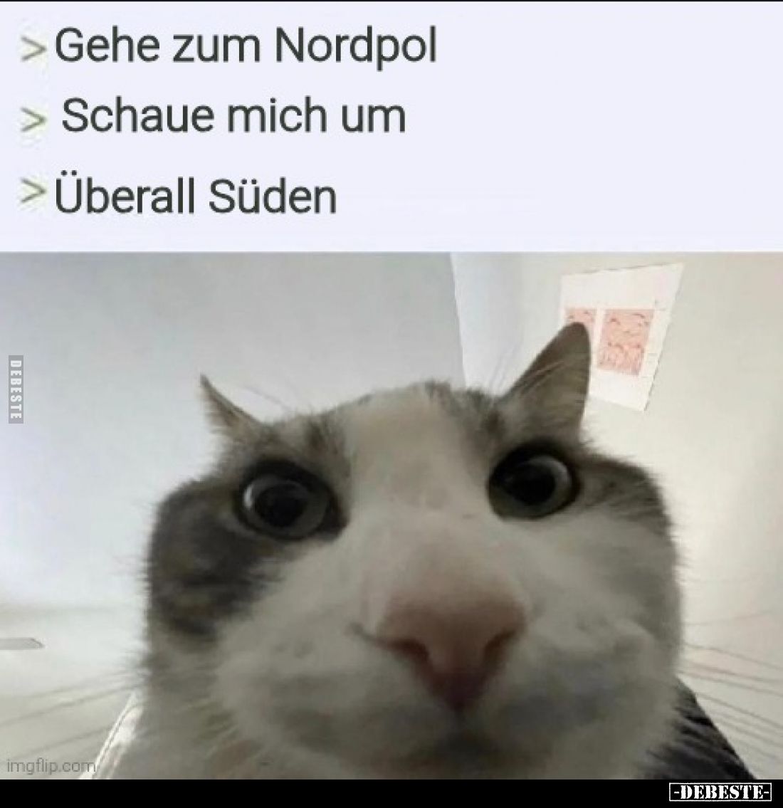 - Gehe zum Nordpol 
- Schaue mich um 
- Überall Süden