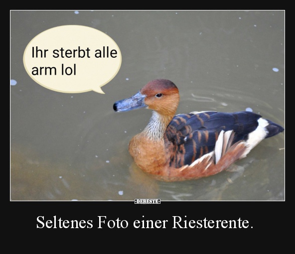 Seltenes Foto einer Riesterente. - Lustige Bilder | DEBESTE.de