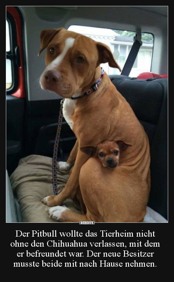 Der Pitbull wollte das Tierheim nicht ohne den Chihuahua.. - Lustige Bilder | DEBESTE.de
