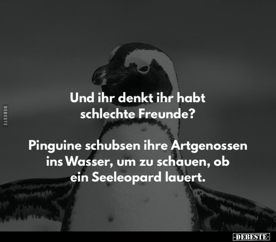 Und ihr denkt ihr habt schlechte Freunde? Pinguine schubsen.. - Lustige Bilder | DEBESTE.de