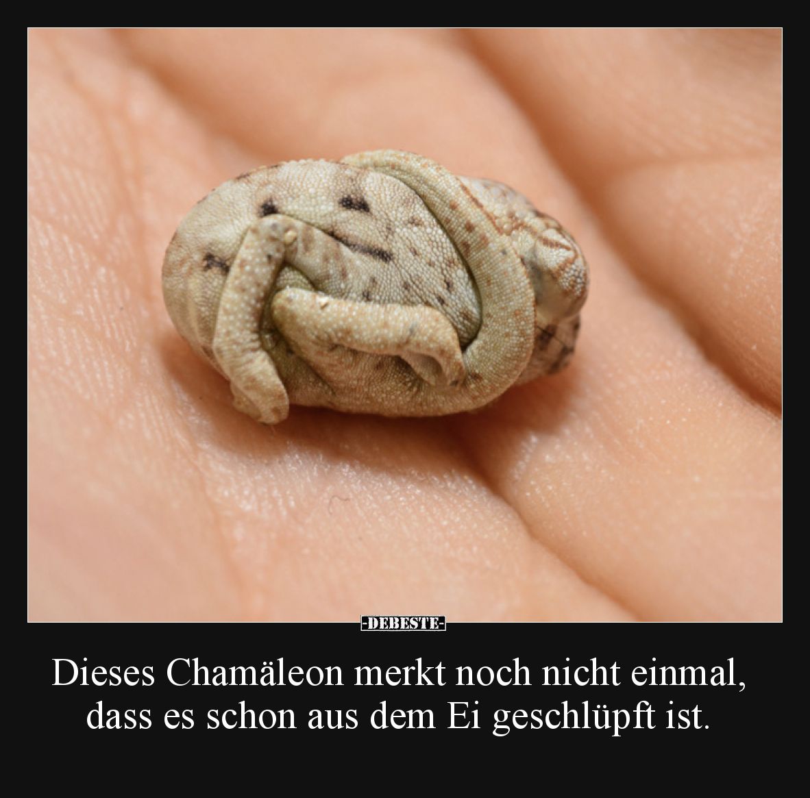 Dieses Chamäleon merkt noch nicht einmal, dass es schon aus dem Ei geschlüpft ist.