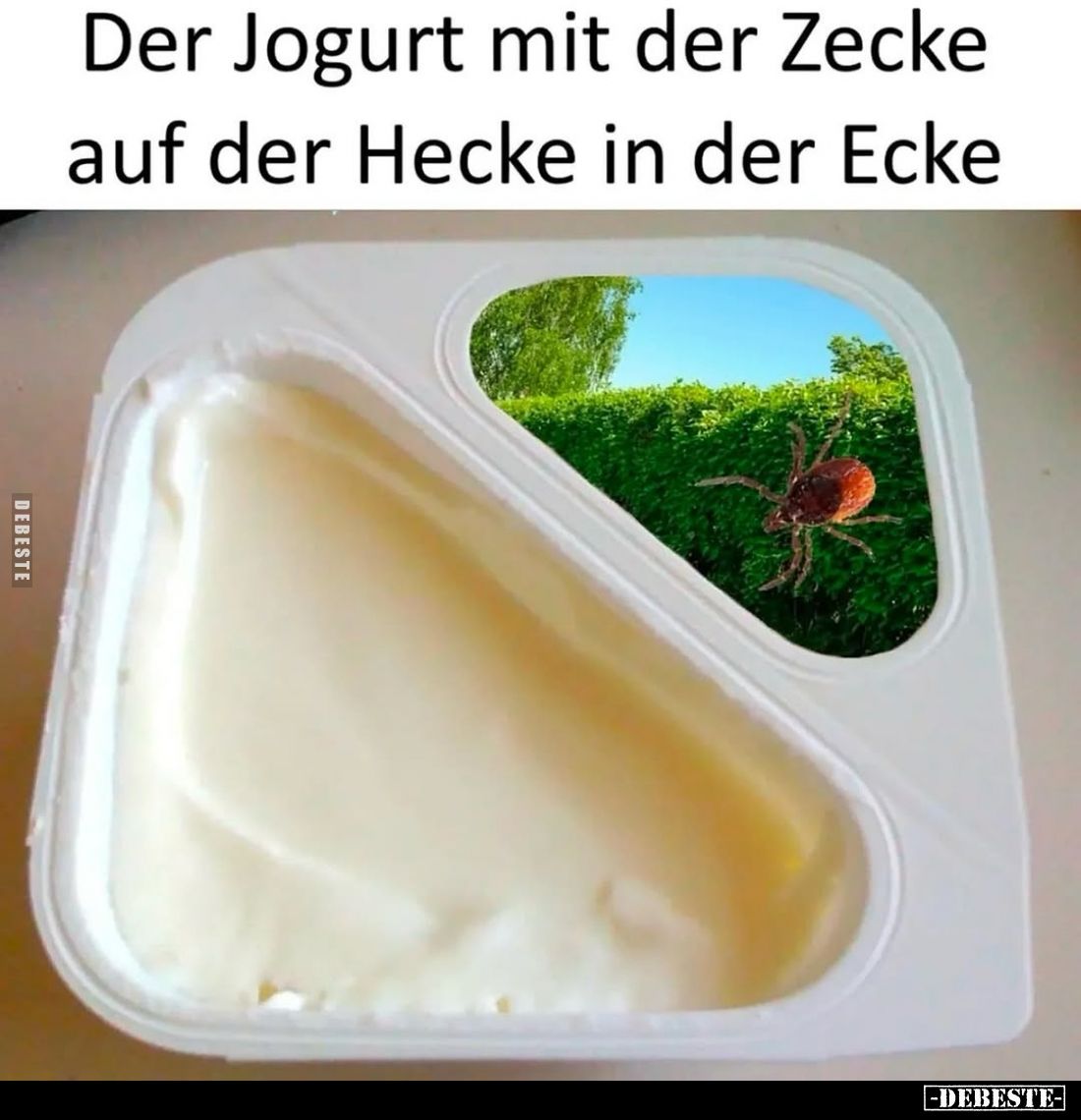 Der Jogurt mit der Zecke auf der Hecke in der Ecke.