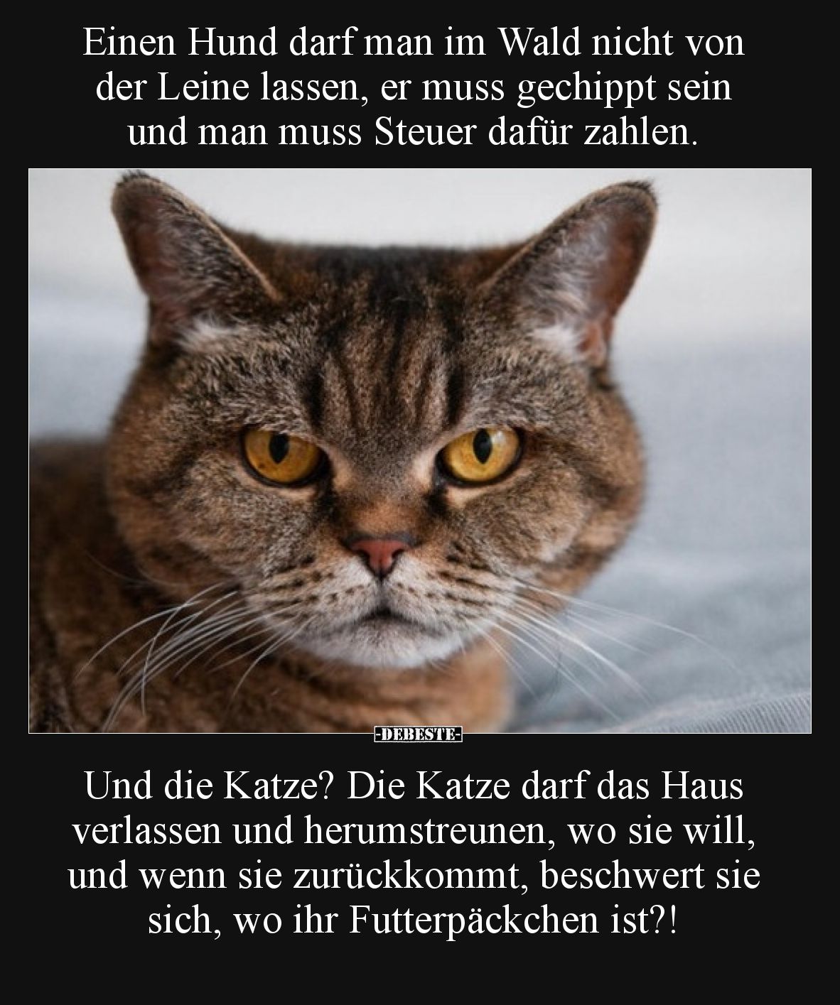 Einen Hund darf man im Wald nicht von der Leine lassen, er.. - Lustige Bilder | DEBESTE.de