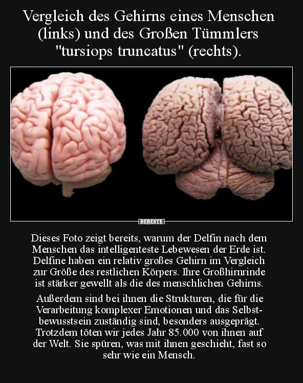 Vergleich des Gehirns eines Menschen (links) und des Großen.. - Lustige Bilder | DEBESTE.de