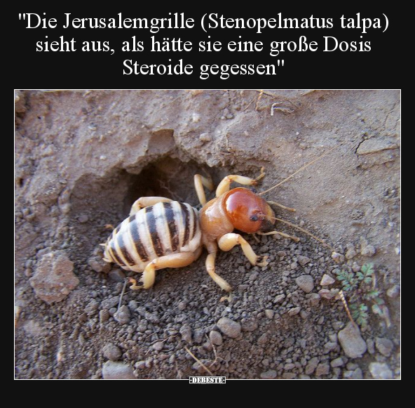 "Die Jerusalemgrille (Stenopelmatus talpa) sieht aus, als.." - Lustige Bilder | DEBESTE.de
