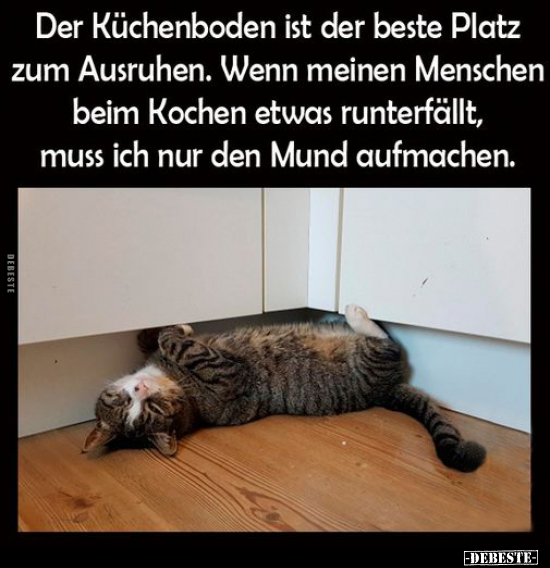 Der Küchenboden ist der beste Platz zum Ausruhen.. - Lustige Bilder | DEBESTE.de