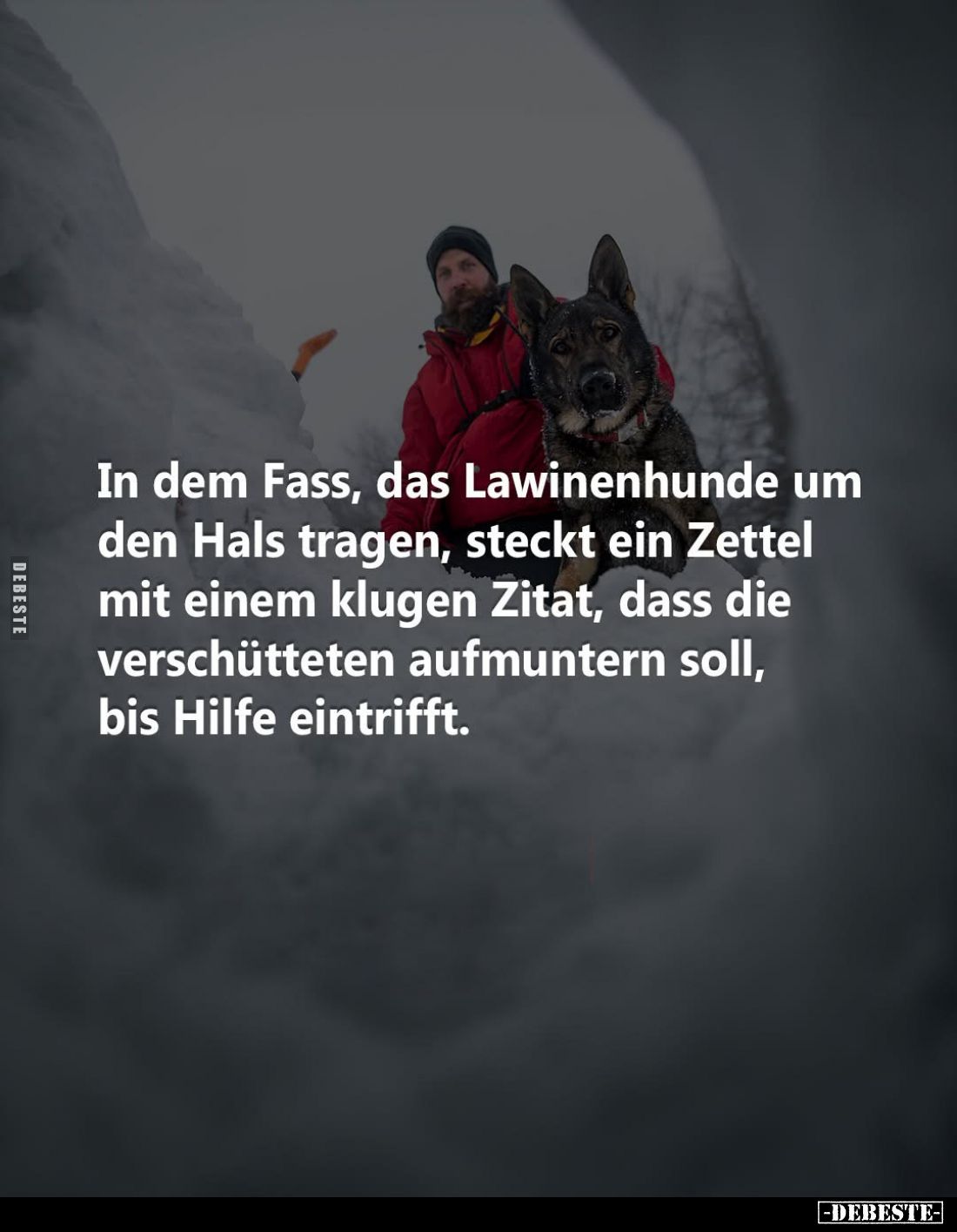 In dem Fass, das Lawinenhunde um den Hals tragen, steckt ein Zettel mit einem klugen Zitat, dass die verschütteten aufmuntern...