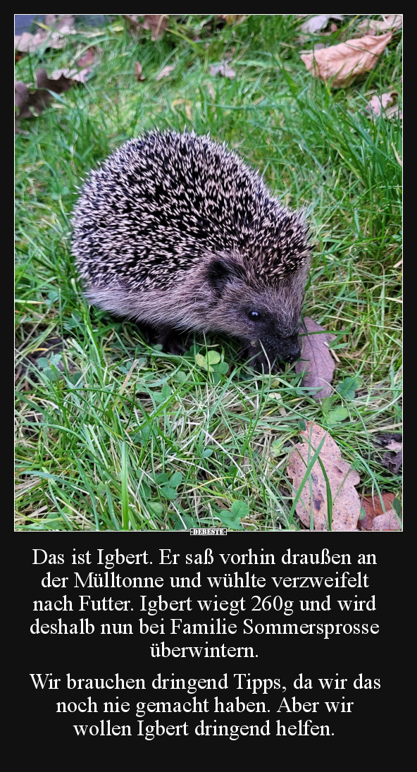 Das ist Igbert. Er saß vorhin draußen an der Mülltonne.. - Lustige Bilder | DEBESTE.de