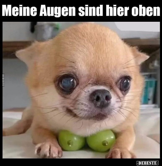 Meine Augen sind hier oben.. - Lustige Bilder | DEBESTE.de