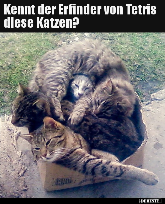 Kennt der Erfinder von Tetris diese Katzen?.. - Lustige Bilder | DEBESTE.de