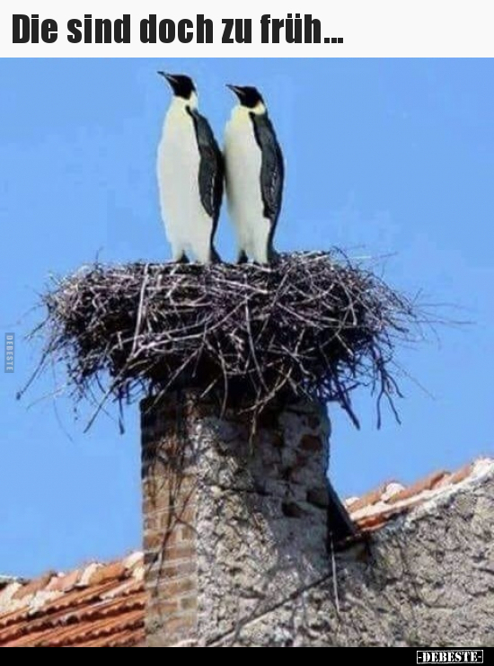 Die sind doch zu früh...