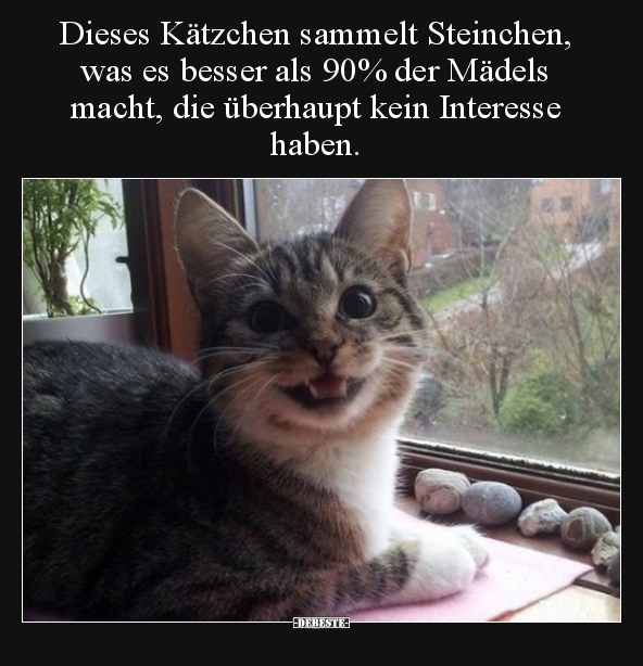 Dieses Kätzchen sammelt Steinchen, was es besser als 90%.. - Lustige Bilder | DEBESTE.de